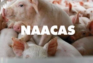 naacas