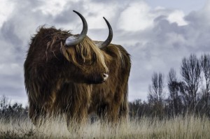 cow-cattle-animal-bull-162258